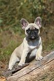 BOULEDOGUE FRANCAIS 235